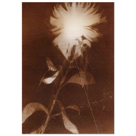 Untitled [flower] - Laszlo Moholy-Nagy Brushed Aluminum Print - 70x100 cm / 28x40 inches | Laszlo Moholy-Nagy Aluminum Print | Laszlo Moholy-Nagy Prints