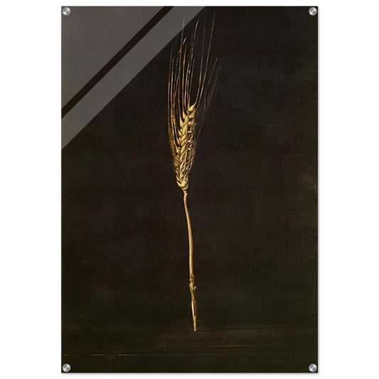 WHEAT EAR - Salvador Dali Acrylic Print - 70x100 cm / 28x40″ inches