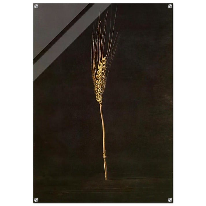 WHEAT EAR - Salvador Dali Acrylic Print - 70x100 cm / 28x40″ inches