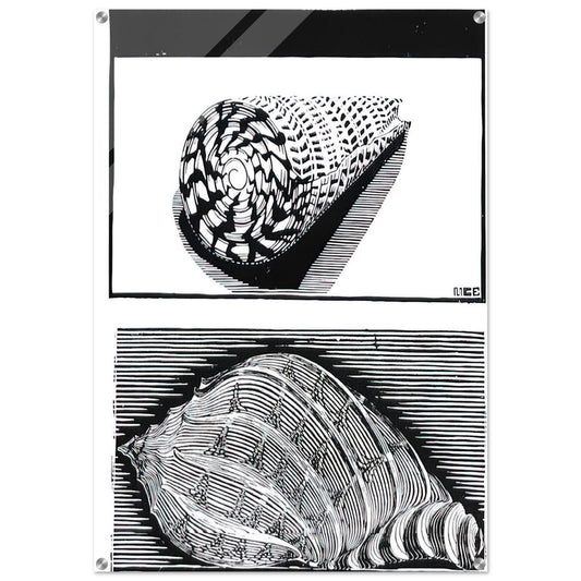 SEA SHELLS - MC Escher Acrylic Print - 70x100 cm / 28x40″ inches | Maurits Cornelis Escher Prints