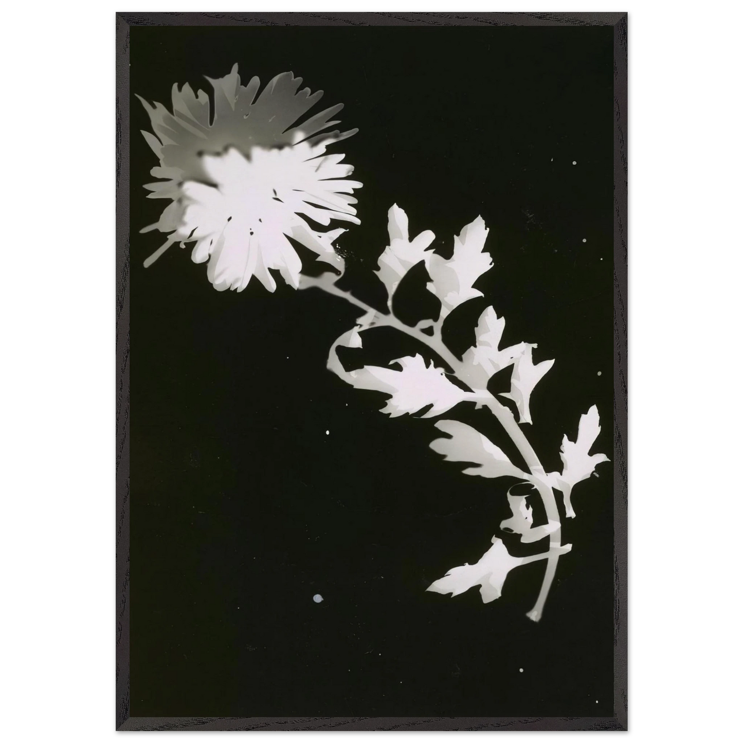 FLOWER N2 - Laszlo Moholy-Nagy Framed Art Print – Black Wooden Frame - Default Title - -Framed Art Print