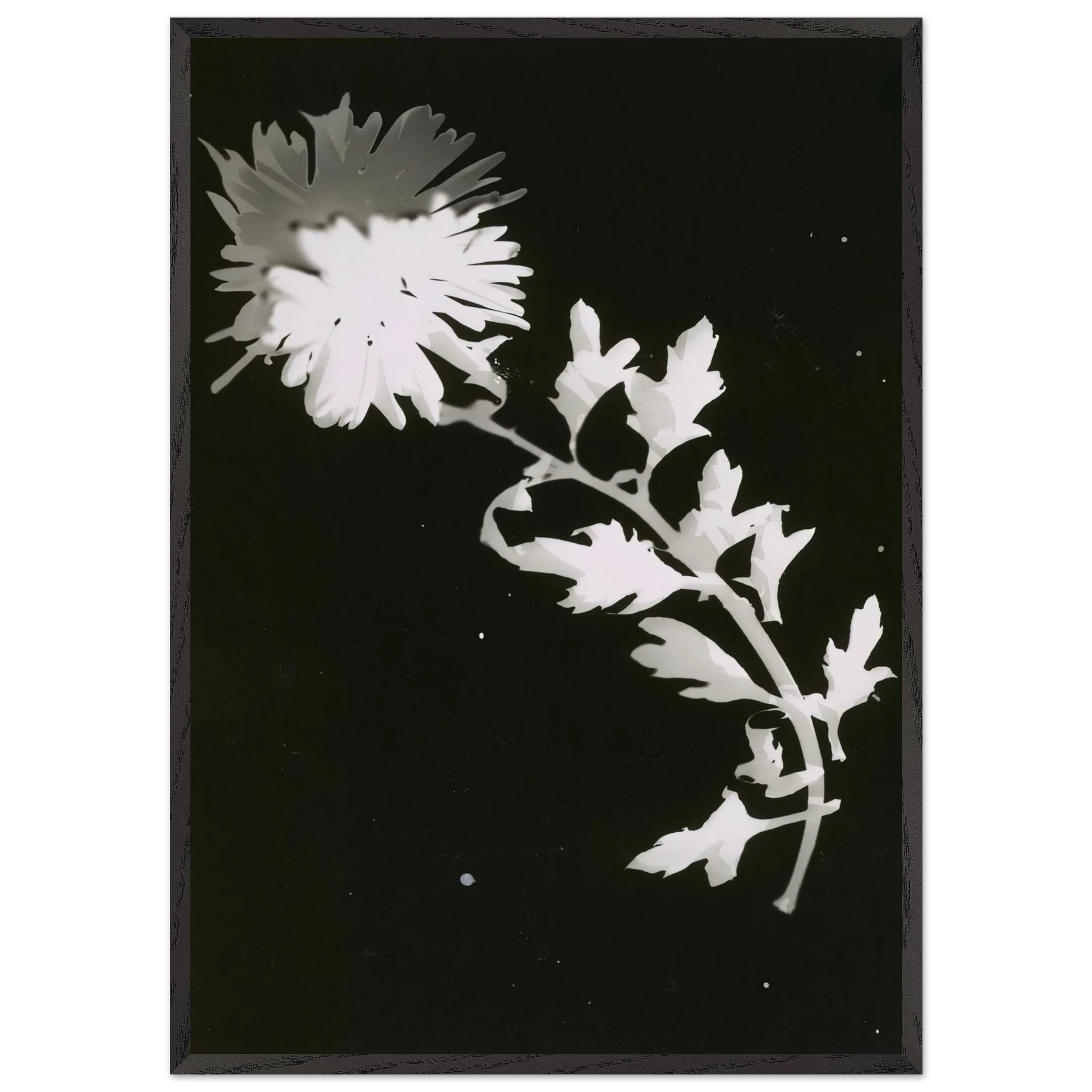 FLOWER N2 - Laszlo Moholy-Nagy Framed Art Print – Black Wooden Frame - Default Title - -Framed Art Print