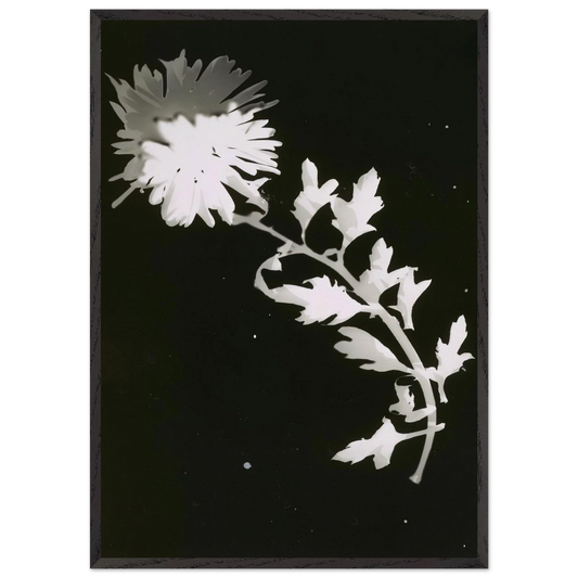 FLOWER N2 - Laszlo Moholy-Nagy 70x100 cm / 28x40 inches Framed Art Print – Black Wooden Frame