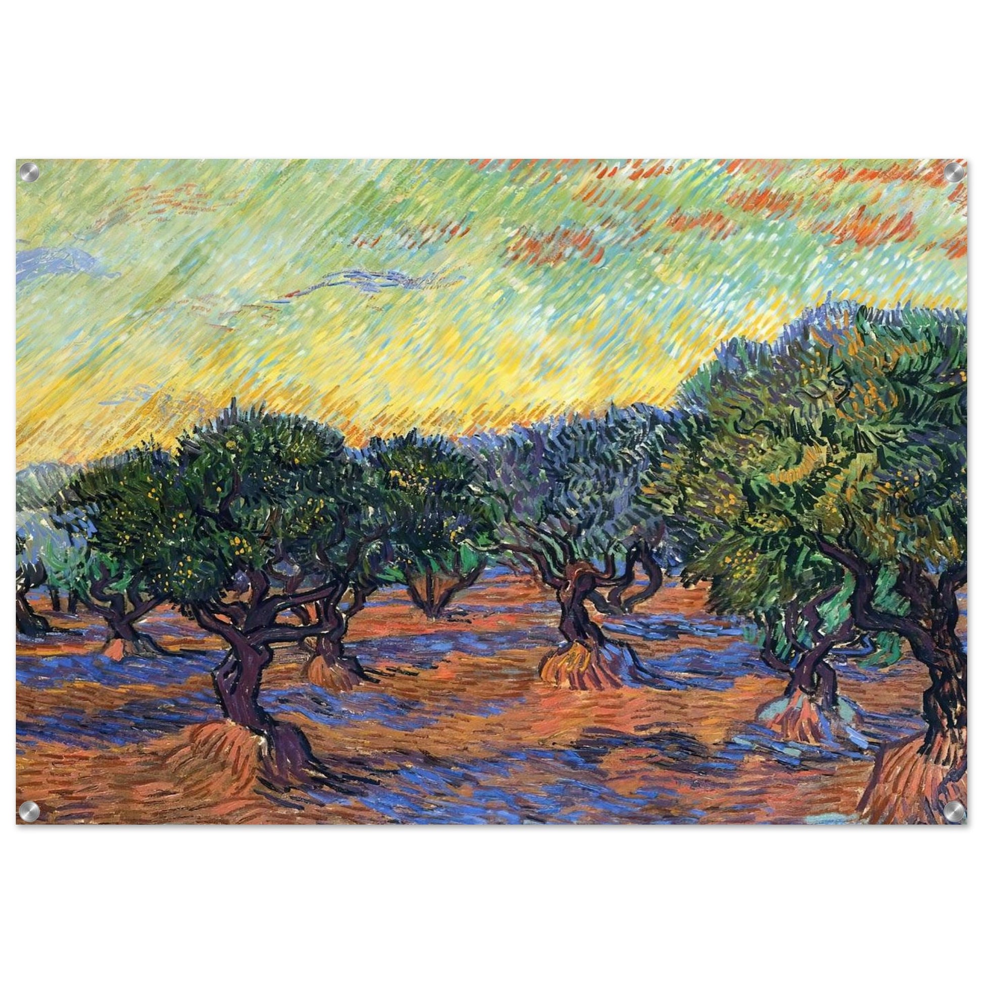 Olive Grove - Orange Sky - Vincent van Gogh Acrylic Print - 70x100 cm / 28x40″ inches
