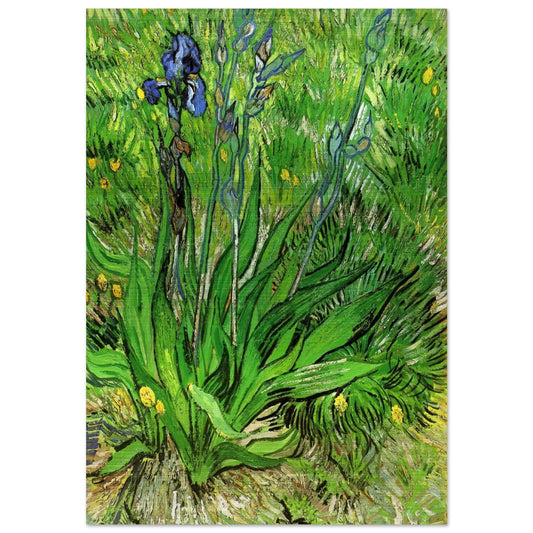 The Iris - Vincent van Gogh Brushed Aluminum Print - 70x100 cm / 28x40 inches | Vincent van Gogh Aluminum Print | Vincent van Gogh Prints