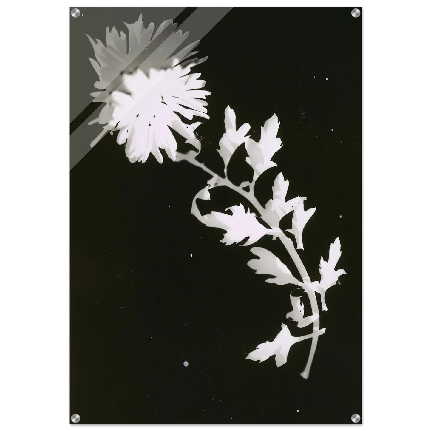 Flower - Laszlo Moholy-Nagy Acrylic Print - 70x100 cm / 28x40″ inches